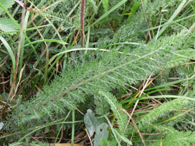 Achillea millefolium